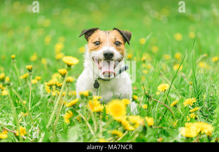 Allergia stagionali concetto con dog sitter tra fiori di fioritura Foto Stock