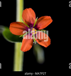 Una macro shot di scarlet pimpernel bloom sparato contro uno sfondo nero. Foto Stock