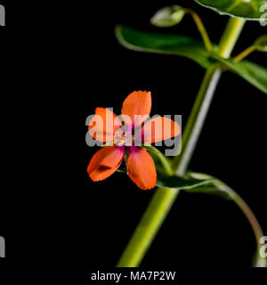 Una macro shot di scarlet pimpernel bloom sparato contro uno sfondo nero. Foto Stock