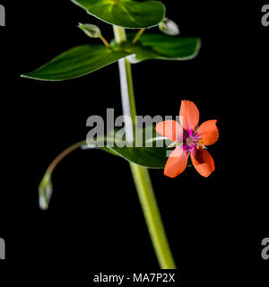 Una macro shot di scarlet pimpernel bloom sparato contro uno sfondo nero. Foto Stock