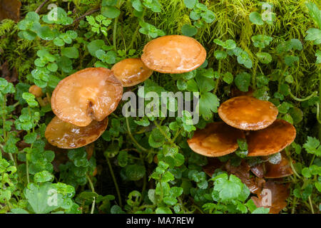 Matura Woodtuft inguainato di funghi (Kuehneromyces mutabilis, noto anche come Pholiota mutabilis) che cresce su un marciume albero nel Parco Nazionale di Dartmoor, Inghilterra. Foto Stock