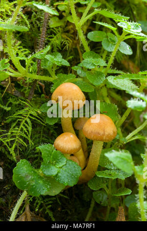 Immaturo Woodtuft inguainato di funghi (Kuehneromyces mutabilis, noto anche come Pholiota mutabilis) che cresce su un marciume albero nel Parco Nazionale di Dartmoor, Inghilterra. Foto Stock