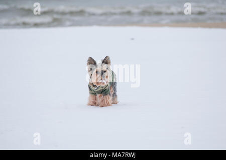 Yorkshyre terrier in piedi nella neve sulla spiaggia Foto Stock