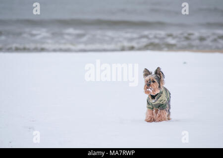 Yorkshyre terrier in piedi nella neve sulla spiaggia Foto Stock