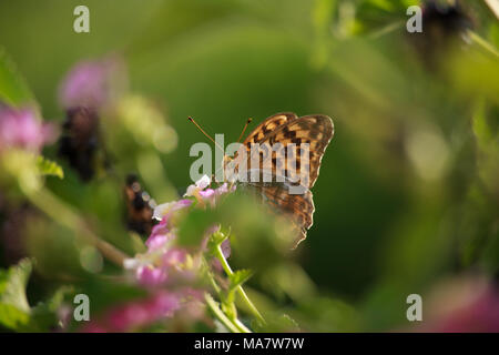 Melitaea didyma su Lantana fiore Foto Stock