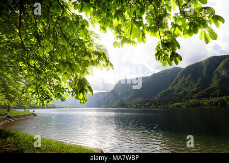 Il lago di Bohinj su un bel pomeriggio di primavera con foglie di albero in primo piano, sulle Alpi Giulie, Slovenia Foto Stock