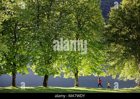 Madre e figlio in esecuzione sull'erba sotto bellissimi alberi verdi da il lago alpino di Bohinj, Alpi Giulie, Slovenia. Foto Stock