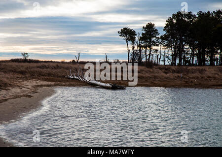 Vista della piccola piscina di marea con driftwood sul settore bancario. Foto Stock