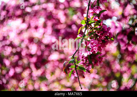 Fiori di colore rosa bloom su un albero crabapple nel parco durante la primavera, a Brooklyn, New York City, aprile 2013. Foto Stock