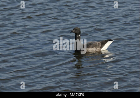 Un grazioso Brent Goose( Branta bernicla) nuotare nel mare. Foto Stock