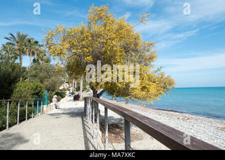 Giallo alberi di Mimosa in fiore sul lungomare, Pissouri beach, Cipro Foto Stock