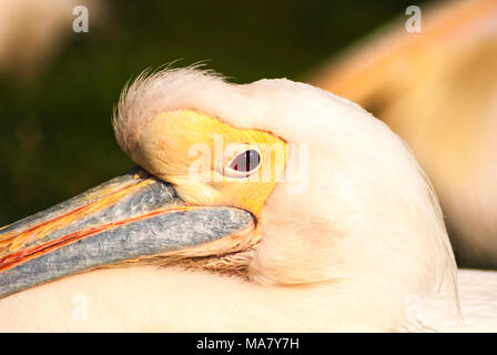 Un captive White Pelican, Pelecanus erythrorhynchos, si stabilirono nel pomeriggio di sole a Blackpool Zoo, Lancashire, Inghilterra. Il 31 marzo 2007 Foto Stock