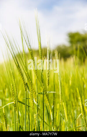 Una chiusura immagine di orzo stocchi, Hordeum vulgare, in un campo in North Yorkshire, Inghilterra. 03 giugno 2007. Foto Stock