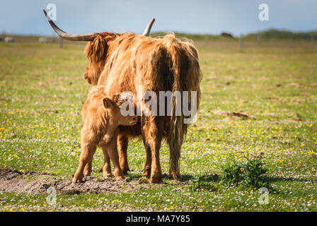 Highland mucca allattamento il suo vitello sulla parte interna delle Ebridi isalnd di Tiree, Scozia. Il 20 giugno 2007 Foto Stock