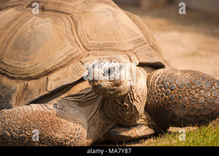 Close-up della testa e del carapace di una tartaruga gigante di Aldabra, Aldabrachelys gigantea, di fronte alla fotocamera a Blackpool Zoo, Lancashire, Inghilterra. 31 Marzo 2. Foto Stock