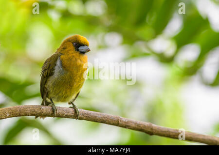 Nasello fatturati Barbet - Semnornis frantzii, speciale barbet giallo con becco fronti dal Costa Rica colline. Foto Stock