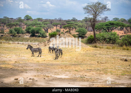 Safari in Tanzania, Viaggio in Africa Foto Stock