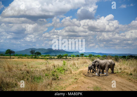 Safari in Tanzania, Viaggio in Africa Foto Stock