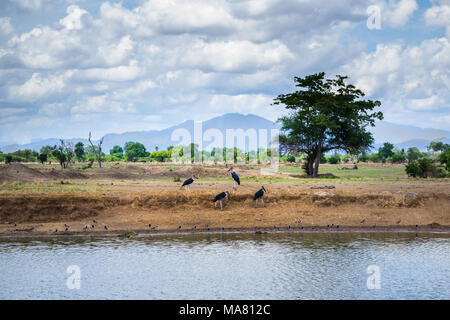 Safari in Tanzania, Viaggio in Africa Foto Stock