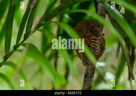 Un piccolo Philippine tarsier monkey aderente al ramo di albero tra foglie di palmo in profondità in una Bohol giungla tropicale. Foto Stock