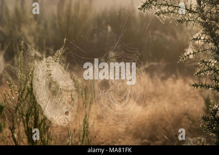 Ragnatele all'alba in cespugli di gorse sul bordo del bosco, Dorset Inghilterra UK GB Foto Stock