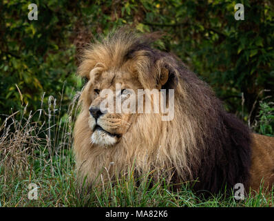 Leone maschio in appoggio (Panthera leo) Foto Stock