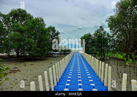 Ponte di Legno di marciapiede interno tropicale della foresta di mangrovie coperti da verdi alberi di mangrovie. Foto Stock