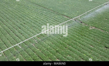 Sistema di irrigazione al lavoro - immagine aerea. L'irrigazione è l'applicazione di quantità controllate di acqua ad intervalli necessari Foto Stock