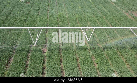 Sistema di irrigazione al lavoro - immagine aerea. L'irrigazione è l'applicazione di quantità controllate di acqua ad intervalli necessari Foto Stock