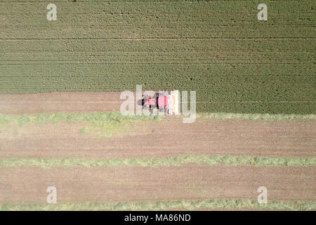 Riprese aeree di un Rosso Mietitrebbia Harvest un verde campo di grano Foto Stock