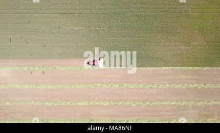 Riprese aeree di un Rosso Mietitrebbia Harvest un verde campo di grano Foto Stock