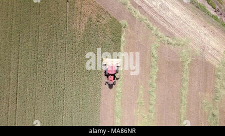 Riprese aeree di un Rosso Mietitrebbia Harvest un verde campo di grano Foto Stock