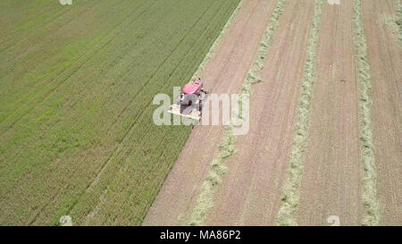 Riprese aeree di un Rosso Mietitrebbia Harvest un verde campo di grano Foto Stock