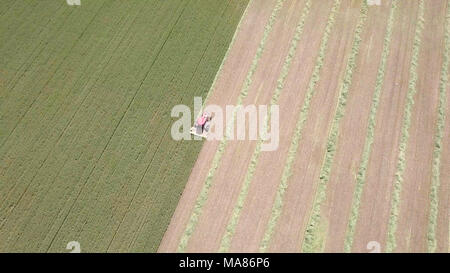 Riprese aeree di un Rosso Mietitrebbia Harvest un verde campo di grano Foto Stock