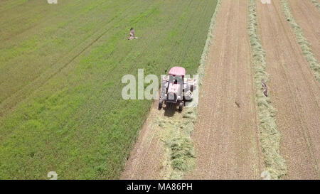 Riprese aeree di un Rosso Mietitrebbia Harvest un verde campo di grano Foto Stock