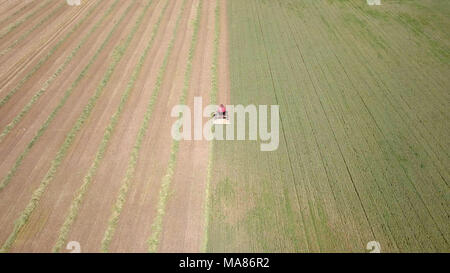 Riprese aeree di un Rosso Mietitrebbia Harvest un verde campo di grano Foto Stock