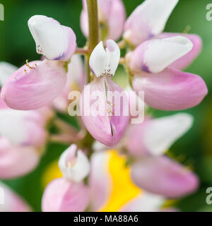 Una ripresa macro di un rosa lupin fiore di testa. Foto Stock