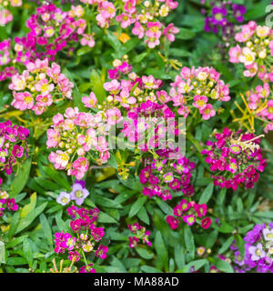 Una macro shot di alcuni colorate fioriture alyssum. Foto Stock