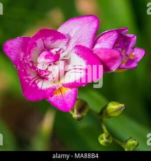 Una ripresa macro di un rosa fresia bloom. Foto Stock