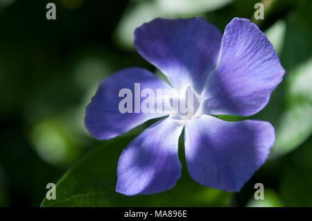 Close up di un blu pervinca fiore (Vinca Major). Una primavera ed estate la fioritura di piante perenni. Foto Stock