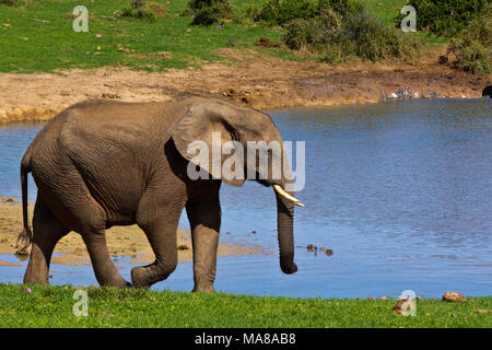 Mandrie di elefanti nel Parco Nazionale degli Elefanti di Addo, Sud Africa Foto Stock