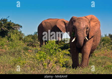 Mandrie di elefanti nel Parco Nazionale degli Elefanti di Addo, Sud Africa Foto Stock