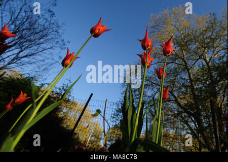 Giglio rosso-tulipani in fiore fiorisce in un giardino durante la primavera a Monsignor McGolrick Park a Brooklyn, New York City, aprile 2013. Foto Stock