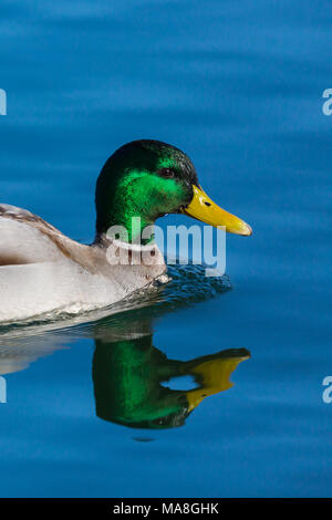 Ritratto maschile naturale Mallard duck (Anas platyrhynchos) riflesso in acqua blu Foto Stock