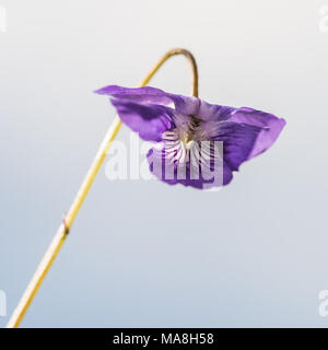 Una ripresa macro di un piccolo cane viola. Foto Stock