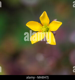 Una ripresa macro di un piccolo giallo infestante. Foto Stock