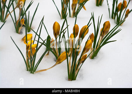 Molla gialla Crocus fiori di Crochi in inverno la neve Foto Stock