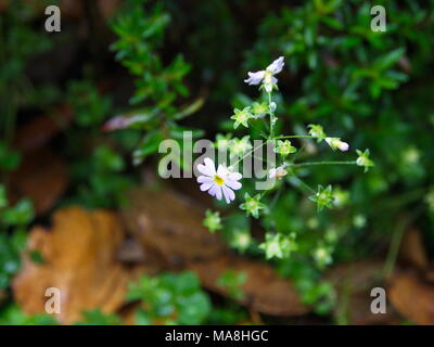 Oxeye Daisy Leucanthemum vulgare. Fiori in Himalaya Mountain.Il Tibet e India Foto Stock