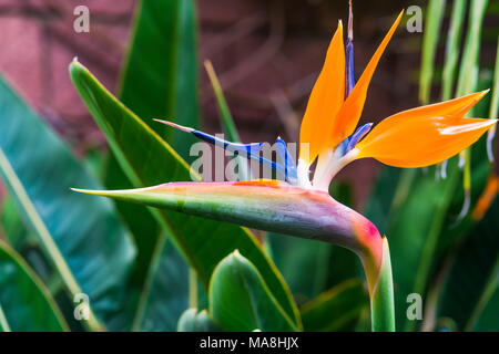 Uccello del Paradiso fiore (Strelitzia reginae) nel Giardino Botanico di Puerto De La Cruz Tenerife Foto Stock