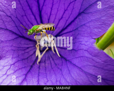 Ape verde su fiore viola Foto Stock